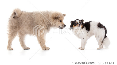 Adorable beige Eurasier puppy with chihuahua Adorable beige Eurasier puppy with chihuahua 90955483
