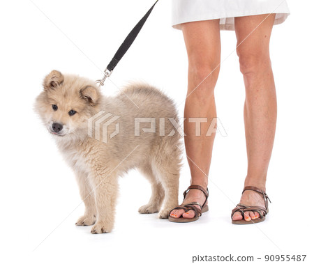 Adorable beige Eurasier puppy. with his mistress 90955487