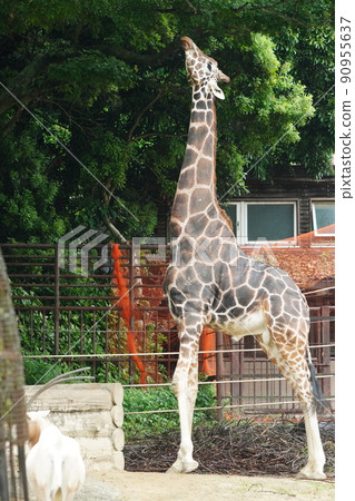 Giraffe kid in the rain zoo Giraffe kid in the rain zoo 90955637