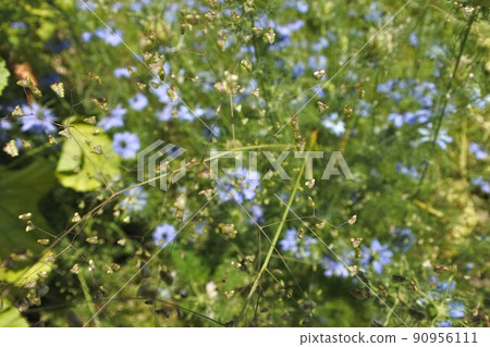 “顫抖的小草穗”彷彿小蝴蝶在翩翩起舞 “顫抖的小草穗”彷彿小蝴蝶在翩翩起舞 90956111