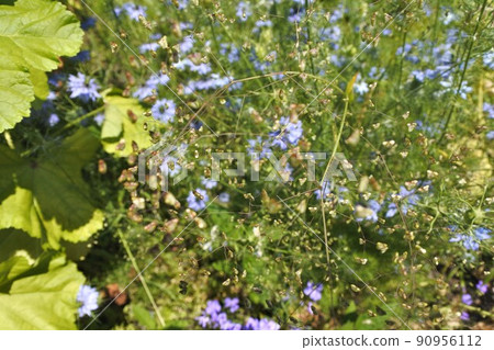 “顫抖的小草穗”彷彿小蝴蝶在翩翩起舞 “顫抖的小草穗”彷彿小蝴蝶在翩翩起舞 90956112