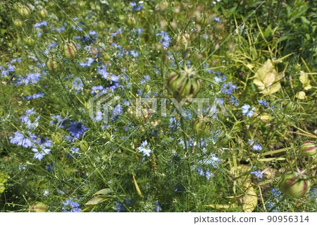 Nigella 和小顫草的小穗 Nigella 和小顫草的小穗 90956314