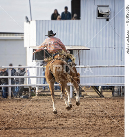Saddle Bronco Riding At Country Rodeo Saddle Bronco Riding At Country Rodeo 90956586