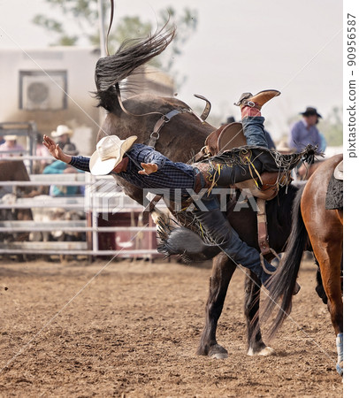 Cowboy Falling Off Wild Horse At Rodeo 90956587