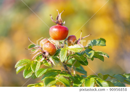 Hamanasu fruit Ishikari city Hamanasu fruit Ishikari city 90956858