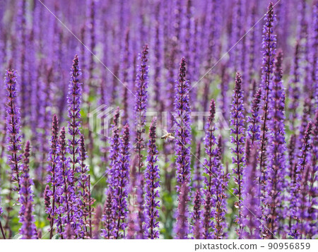 Natural summer background with bee flying among blooming purple flowers of Woodland Sage or Balkan clary or Salvia nemorosa. Natural summer background with bee flying among blooming purple flowers of Woodland Sage or Balkan clary or Salvia nemorosa. 90956859