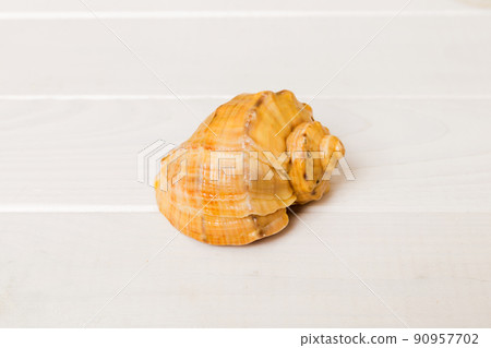 Beach seashells on colored background. Mock up with copy space 90957702