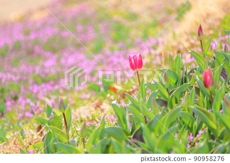 Tulip flower Tulip flower 90958276