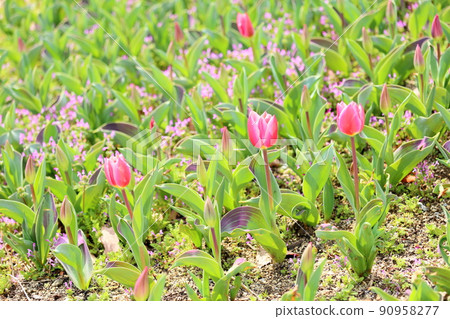 Tulip flower Tulip flower 90958277