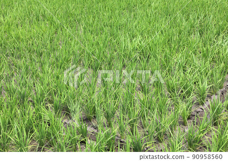 Paddy field 90958560