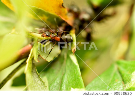 Close-up of a large brown ant on a branch. Close-up of a large brown ant on a branch. 90958620