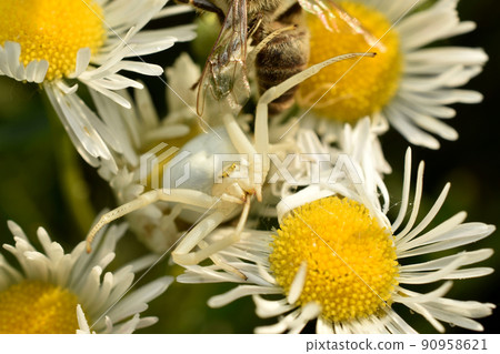 A flower spider similar to a crab sits on flowers. 90958621