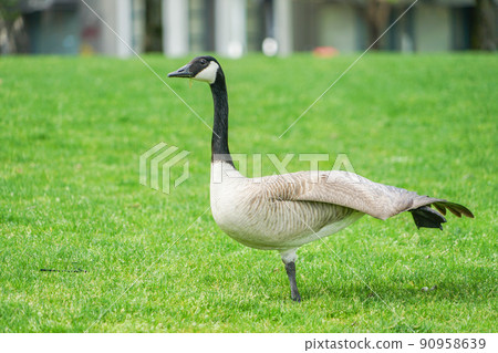 加拿大鵝在波特蘭市中心 加拿大鵝在波特蘭市中心 90958639