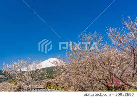 （靜岡）富士公墓櫻花盛開和富士山 90958690