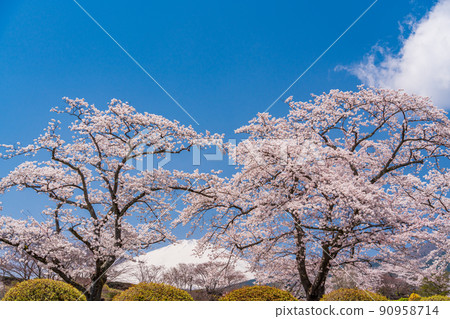 (Shizuoka) Fuji Cemetery Sakura in full bloom and Mt. Fuji (Shizuoka) Fuji Cemetery Sakura in full bloom and Mt. Fuji 90958714