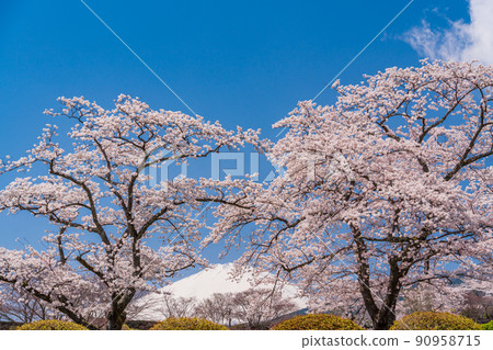 （靜岡）富士公墓櫻花盛開和富士山 90958715