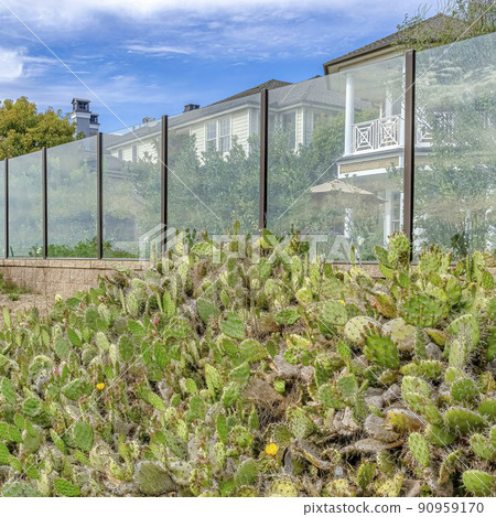 Square Cactus and wild green plants growing outside the glass fence of houses 90959170