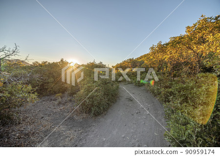 Sunrise mountain trails in the middle of the green trees and shrubs at Wasatch Mountains in Utah 90959174