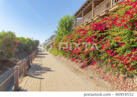 Dirt path near the houses with bougainvillea plants below at San Clemente, California 90959552