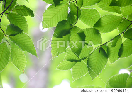 Beech leaves (Fukushima Prefecture, Urabandai) 90960314