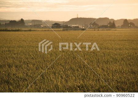 碩果累累的秋天，朝陽灑在稻田裡的那一刻 90960522