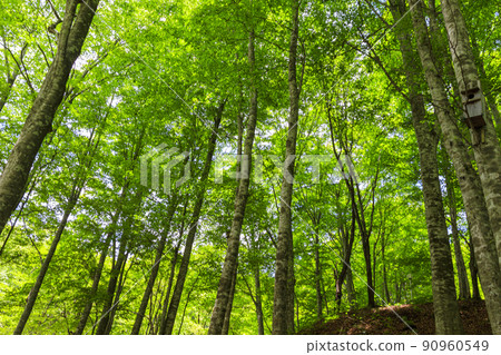 Fresh green beech forest, Tottori prefecture, Hatto hometown forest 90960549