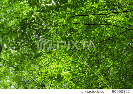 Fresh green trees background 90960562