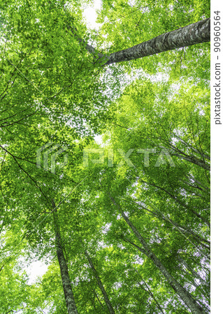 Fresh green beech forest, Tottori prefecture, Hatto hometown forest 90960564