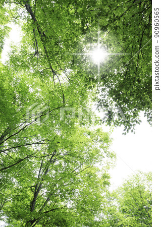 Fresh green beech forest, Tottori prefecture, Hatto hometown forest Fresh green beech forest, Tottori prefecture, Hatto hometown forest 90960565