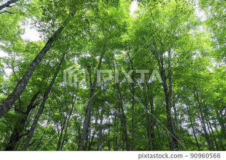 Fresh green beech forest, Tottori prefecture, Hatto hometown forest Fresh green beech forest, Tottori prefecture, Hatto hometown forest 90960566