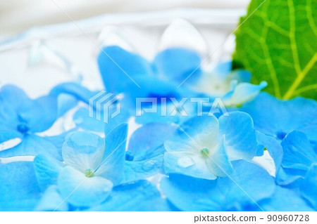 Close-up shot of the refreshing interior of the rainy season, in which the blue raw hydrangea gaku and leaves are floated in water with a glass vessel. Close-up shot of the refreshing interior of the rainy season, in which the blue raw hydrangea gaku and leaves are floated in water with a glass vessel. 90960728