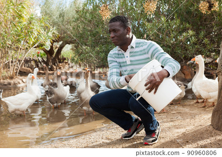 Man feeding geese on farm 90960806