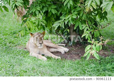 A female lion resting in the shade of a tree A female lion resting in the shade of a tree 90961113