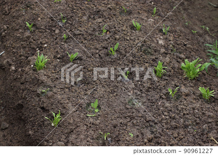 Spinach high temperature damage 90961227