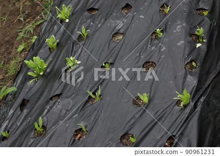 Spinach high temperature damage 90961231