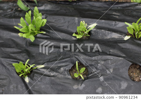 Spinach high temperature damage 90961234