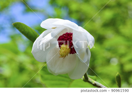 Magnolia sieboldii 是森林中的女士 Magnolia sieboldii 是森林中的女士 90961590