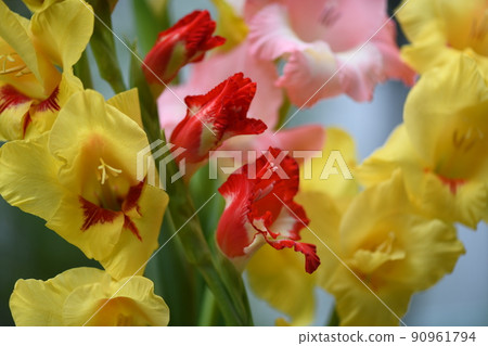 Gladiolus competition 90961794