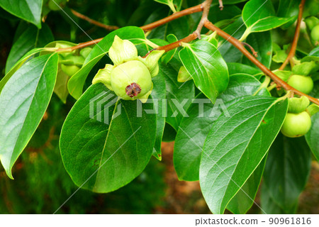 Persimmon fruit during the rainy season Kushikakiyo Persimmon fruit during the rainy season Kushikakiyo 90961816