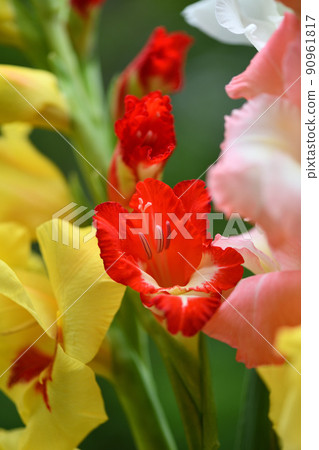 Gladiolus competition Gladiolus competition 90961817
