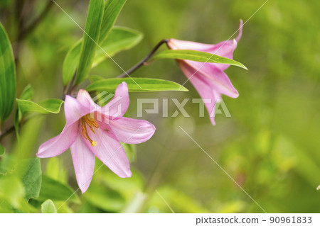 "Hime Sayuri colony" that grows naturally in Kitakata City, Fukushima Prefecture 90961833
