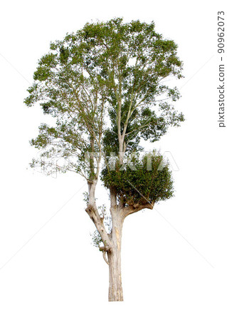 Irvingia malayana 90962073