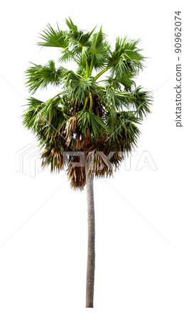 Sugar palm, white background 90962074
