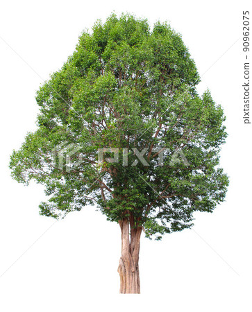 Irvingia malayana 90962075