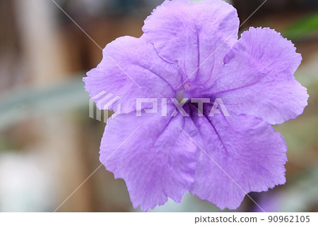 Ruellia tuberosa 90962105