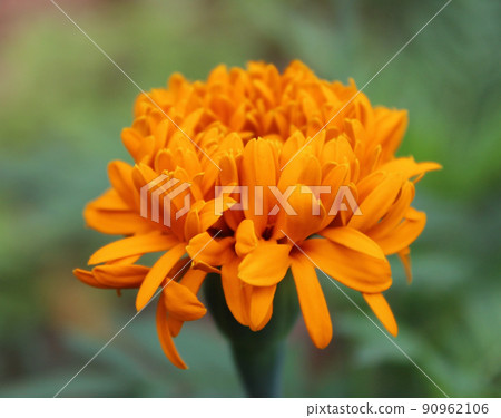 One marigold flower 90962106