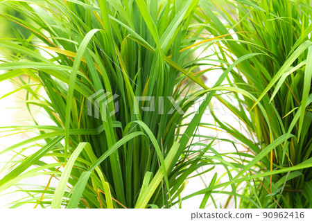 Rice seedlings are placed in the fields to be planted in the farmland. Rice seedlings are placed in the fields to be planted in the farmland. 90962416