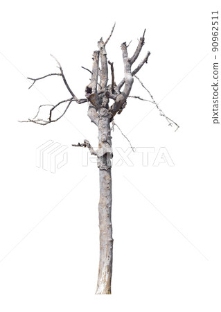 dead trees in thailand isolated on a white background dead trees in thailand isolated on a white background 90962511
