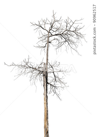dead trees in thailand isolated on a white background dead trees in thailand isolated on a white background 90962517