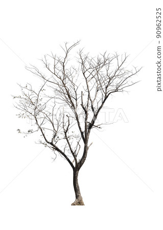 dead trees in thailand isolated on a white background dead trees in thailand isolated on a white background 90962525